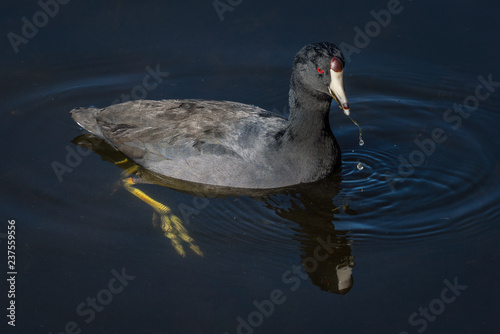 American Coot