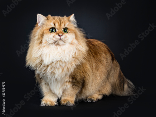Amazing fluffy British Longhair cat kitten, standing side ways, looking beside camera with big green / yellow eyes. Isolated on black background. One paw lifted.