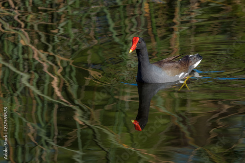 Common Gallinule