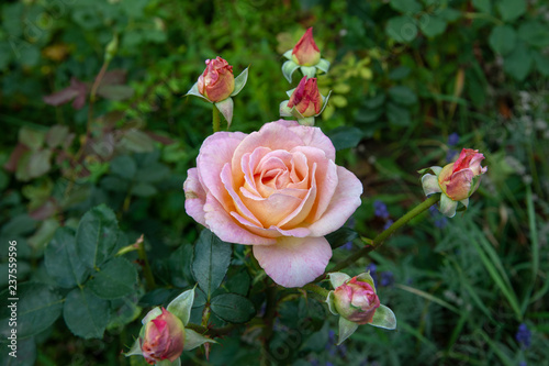 rote aufgeblühte rose photo