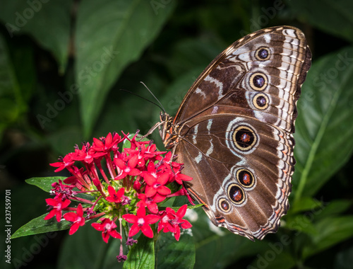 Butterfly in Action