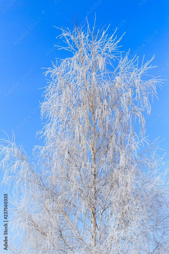 Frozen branches on a tree against a blue sky Frozen branches on a tree against a blue sky