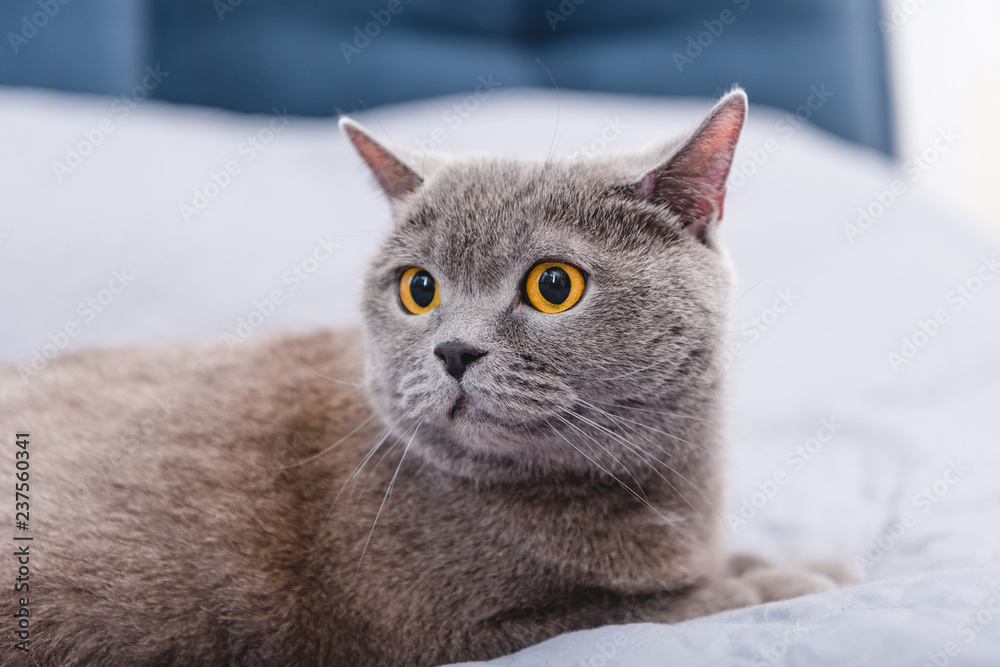 close-up view of beautiful grey british shorthair cat on bed