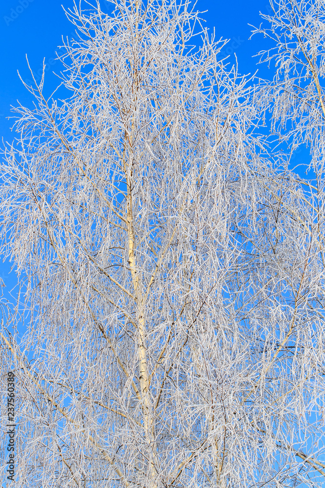 Frozen branches on a tree against a blue sky Frozen branches on a tree against a blue sky