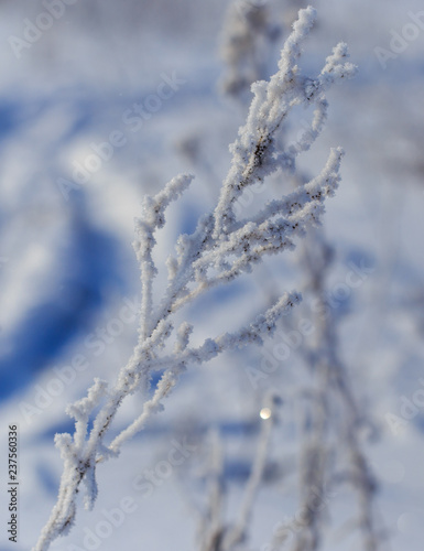 Frozen branches on dry grass in winter © schankz
