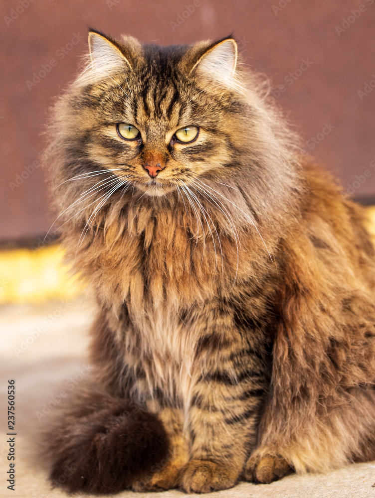 Cat portrait in the city