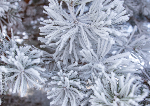 Frozen branches on a pine in the forest in winter