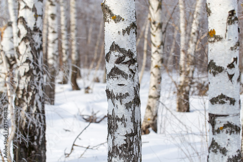 White bark on a birch tree as background