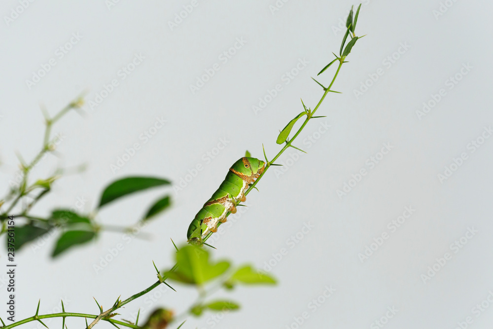 Fototapeta premium cute of .Caterpillar
