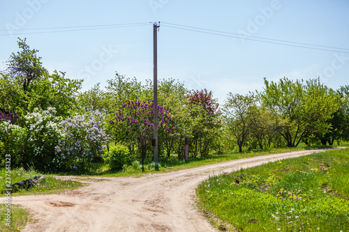 Crossroads in the field with blooming lilacs in spring. Rural landscape with split country road in Latvia  Europe. Pole with electricity cords.