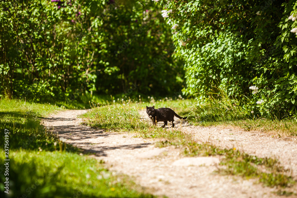 Homeless black cat crossing the road in park with green bushes around in spring. Homeless black cat crossing the road in park with green bushes around in spring.