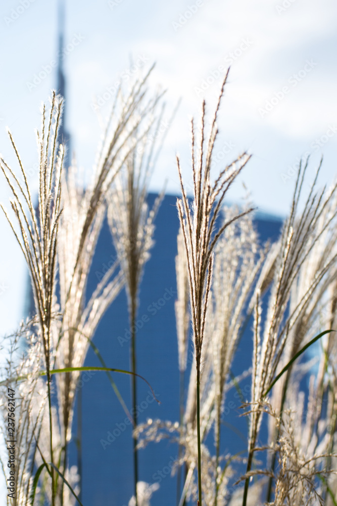 Fototapeta premium Some blades of grass in the 