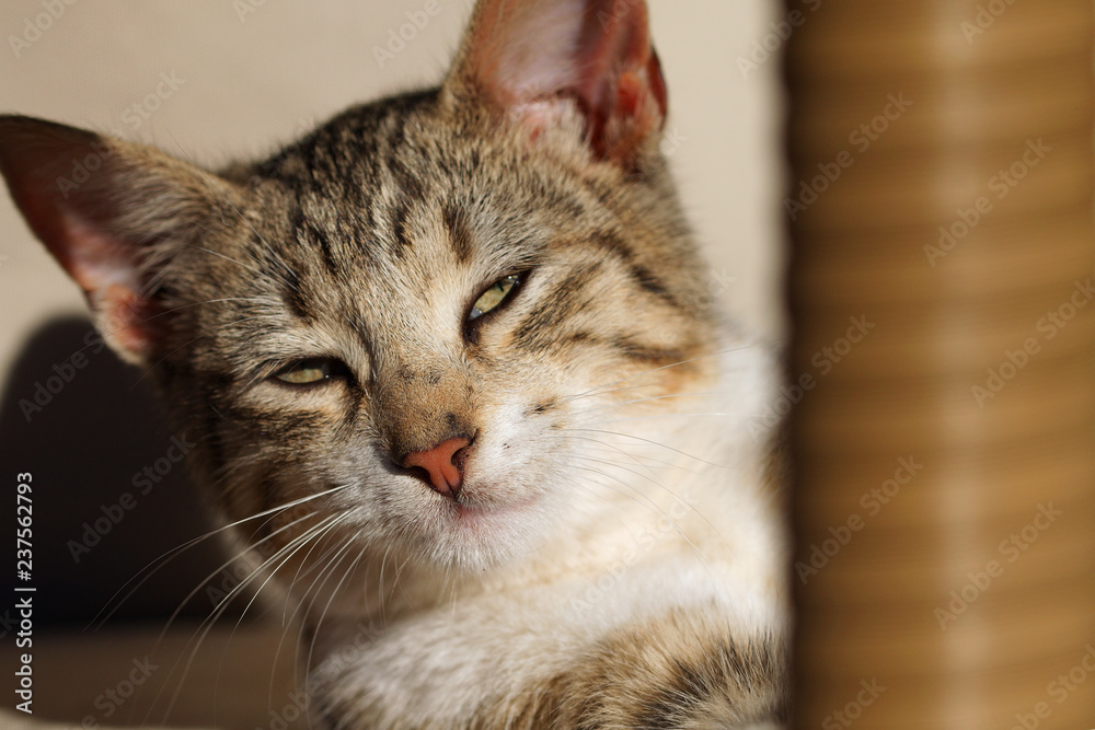 Sleepy tabby cat kitten relaxing in the sun 