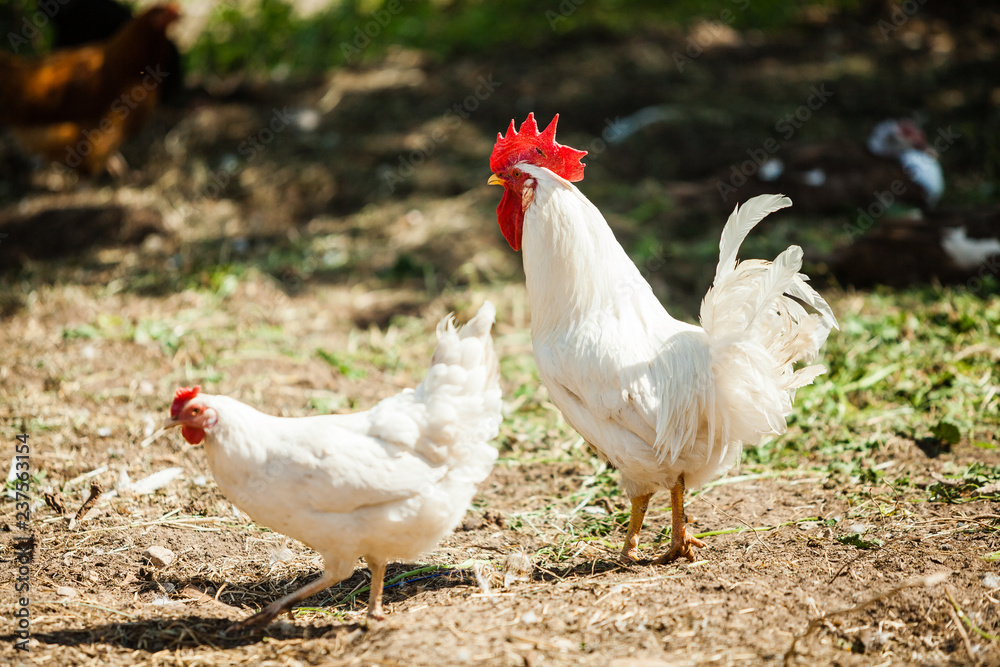 Fototapeta premium White Rooster and Chicken grazing on grass outside of organic farm in summer. Free Range Cock and Hens at countryside in rural Europe, Latvia. Animal friendly organic farming