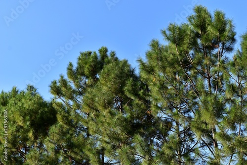 low angle view pine tree and sky