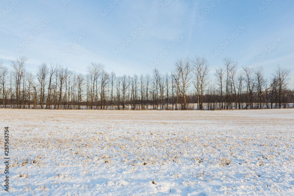 custom made wallpaper toronto digitalWinter landscape. Fresh snow lies on the dry grass on a Sunny day.