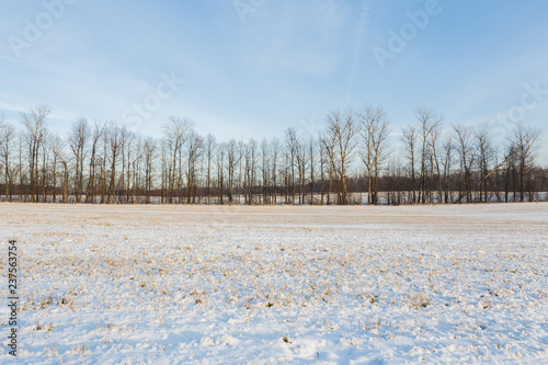 Wallpaper Mural Winter landscape. Fresh snow lies on the dry grass on a Sunny day. Torontodigital.ca