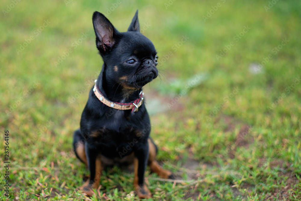 Petit Brabancon on green grass nature walk. Little black dog. Selective focus Petit Brabancon on green grass nature walk. Little black dog. Selective focus