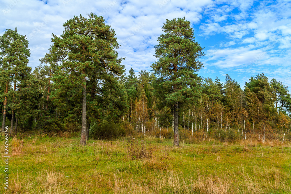 Pines on the edge of the forest on a sunny day Pines on the edge of the forest on a sunny day