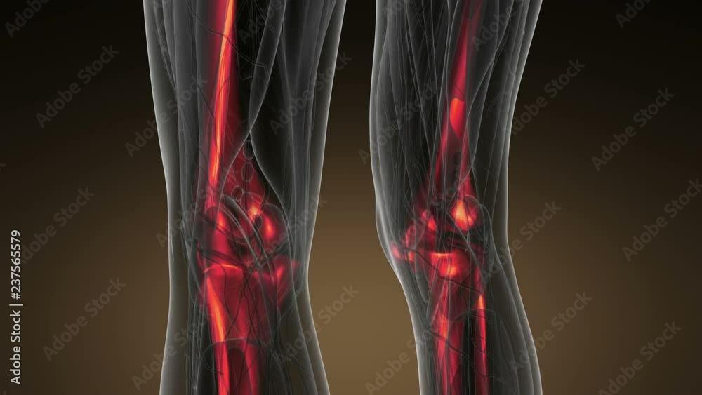 Complete close-up view of the Skeletal System with transparent body Complete close-up view of the Skeletal System with transparent body