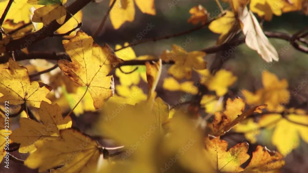 elbe Blätter am Eichenbaum im Wald, full HD 1080p video footage 25 fps elbe Blätter am Eichenbaum im Wald, full HD 1080p video footage 25 fps