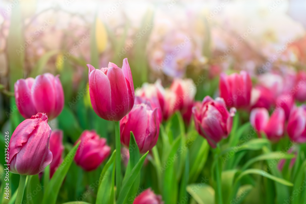 Tulip garden with colorful flowers in the field. Red, yellow and orange plants beautiful landscape.