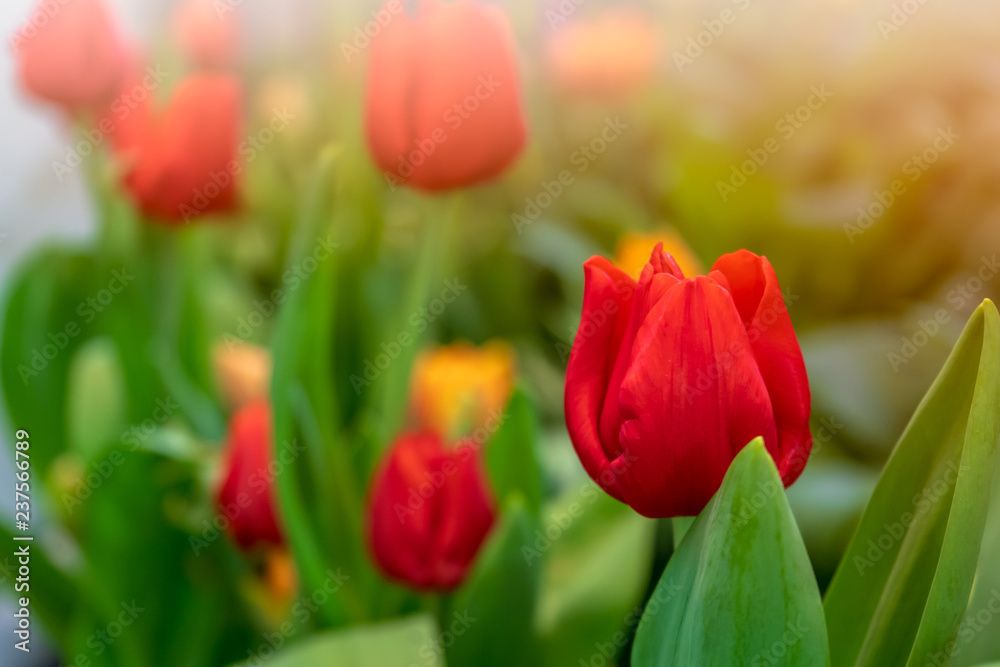 Tulip garden with colorful flowers in the field. Red, yellow and orange plants beautiful landscape. Tulip garden with colorful flowers in the field. Red, yellow and orange plants beautiful landscape.