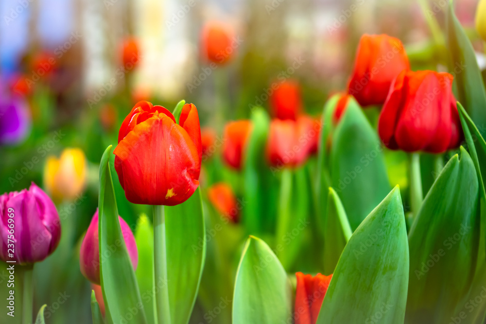 Naklejka premium Tulip garden with colorful flowers in the field. Red, yellow and orange plants beautiful landscape.