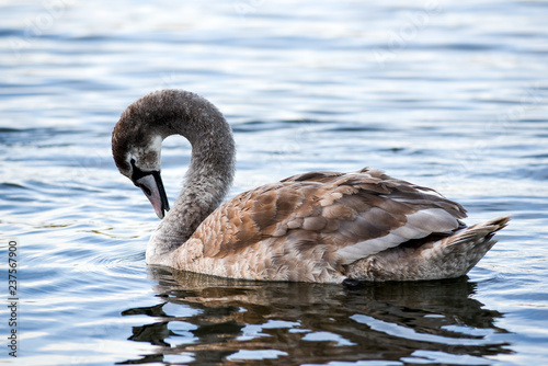 Portrait of a young gray swan swimming on a lake in Poland.