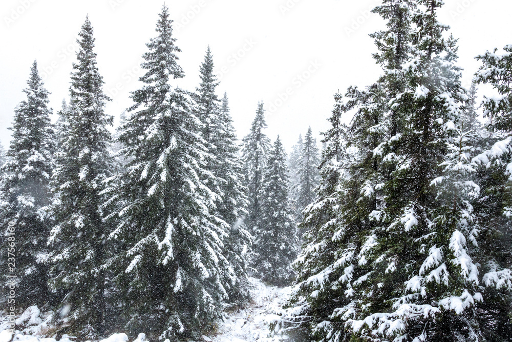 orest in the mountains in winter orest in the mountains in winter