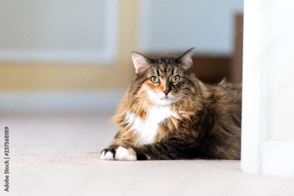 Cute maine coon calico cat face closeup inside home lying down on carpet floor indoor house living room behind wall corner
