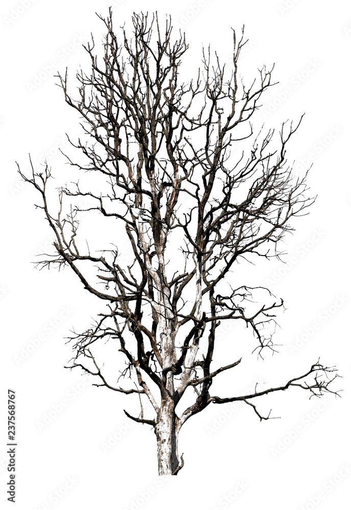 Dead tree Dead tree