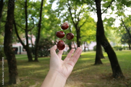 chestnuts in hand