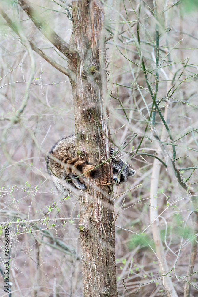 Wild raccoon climbing tree trunk, hiding behind, scared looking at camera, waiting, tail around, hanging