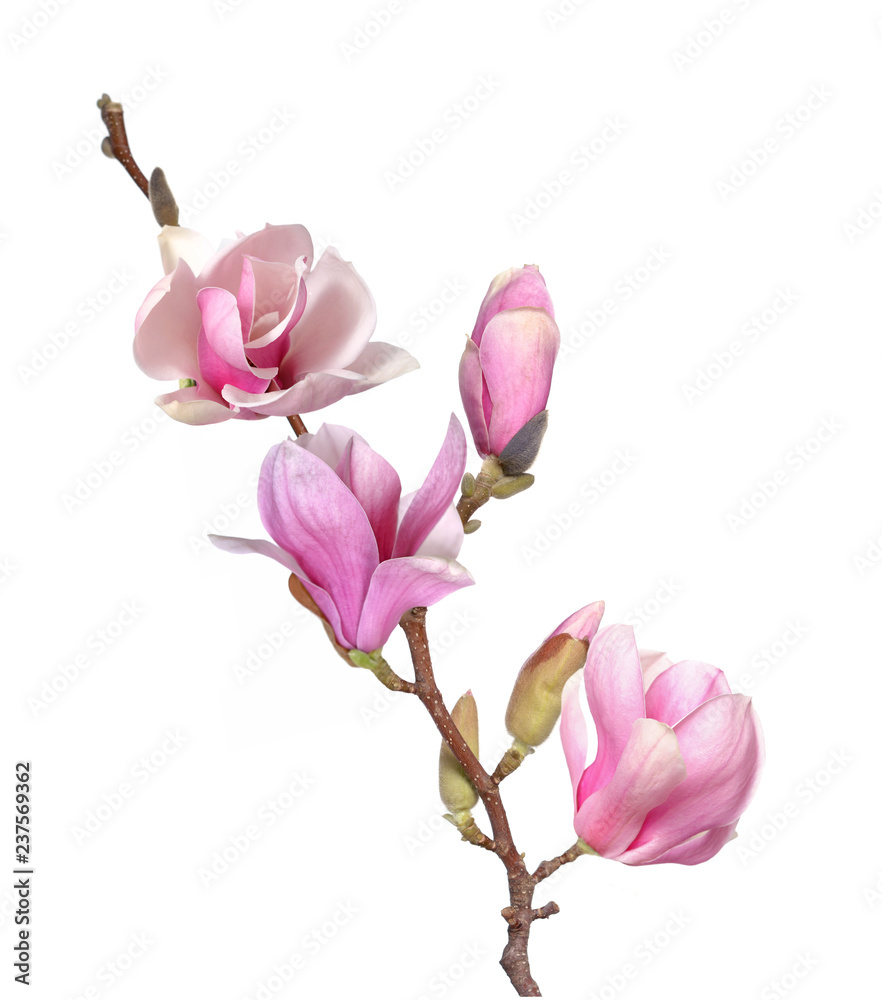 Fototapeta premium magnolia branch