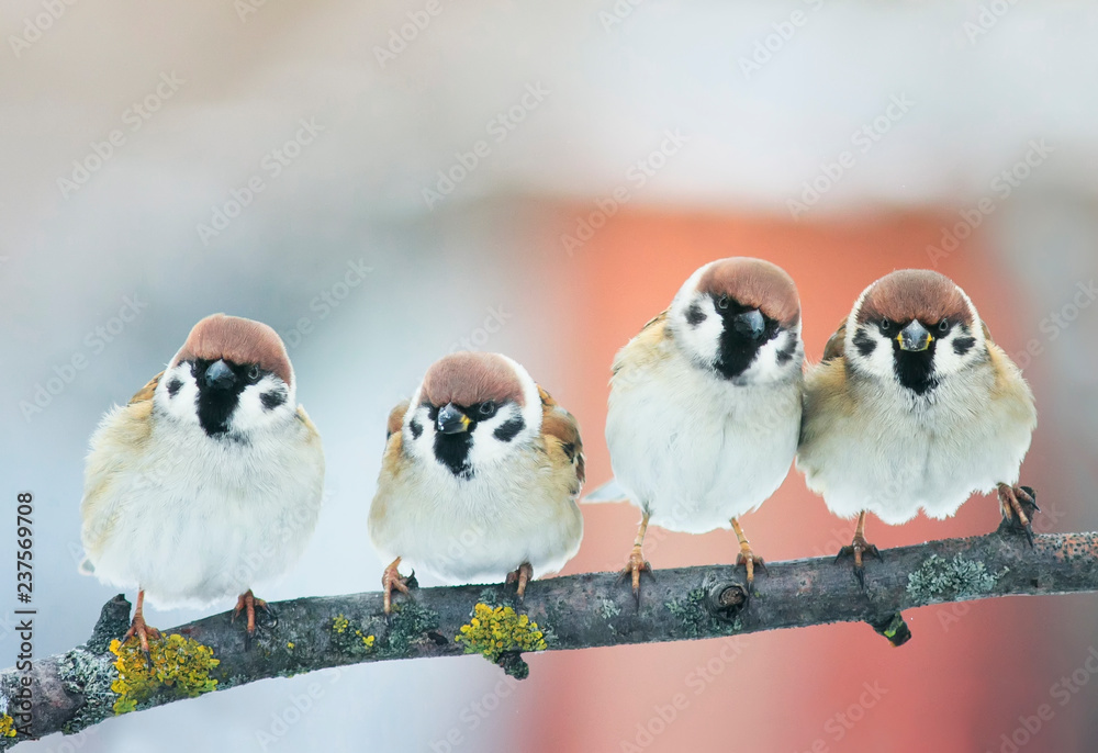 small plump funny baby bird Sparrow sitting on a branch in the garden and  look hungry waiting for parents Stock Photo | Adobe Stock