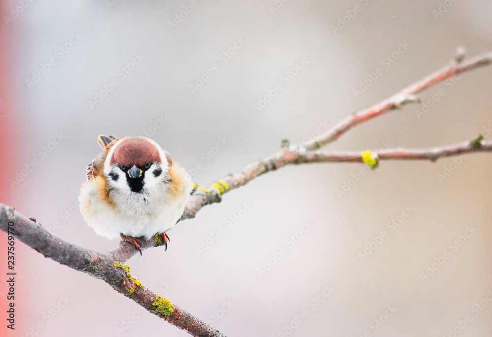 one small plump funny baby bird sitting on a branch in the garden on a  Sunny winter day Stock Photo | Adobe Stock