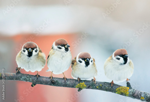Photography two pairs of small plump funny baby bird Sparrow sitting on a branch in the gard