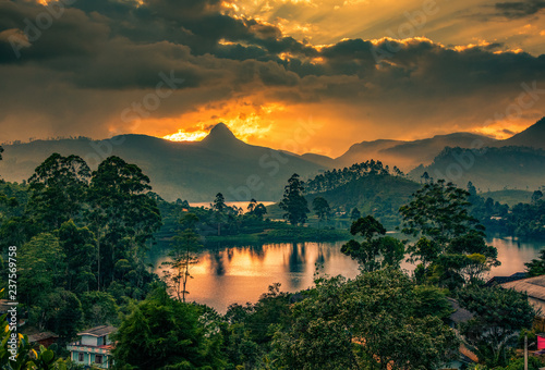 Fototapeta Naklejka Na Ścianę i Meble -  panorama of the tea plantations at sunset - Sri Pada peak in the background