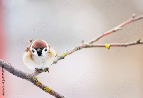 one small plump funny baby bird sitting on a branch in the garden on a Sunny winter day