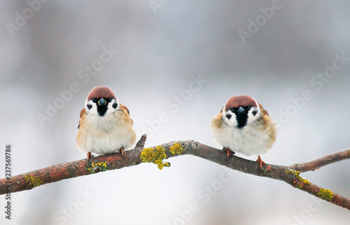 a pair of small plump funny baby bird Sparrow sitting on a branch in the garden and looking hungry waiting for parents