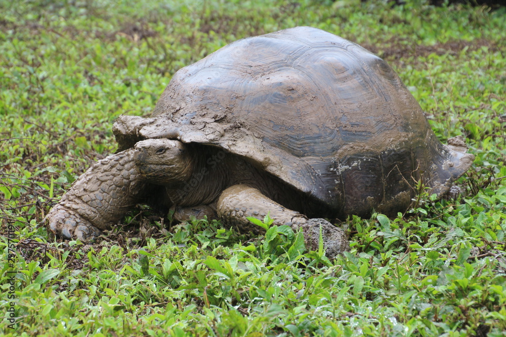 Fototapeta premium Galapagos-Riesenschildkröte