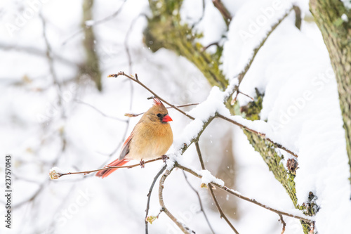 Closeup of one fluffed, puffed up orange, red female cardinal bird side, perched on sakura, cherry tree branch, covered in falling snow with buds during heavy snowing, snowstorm, storm in Virginia