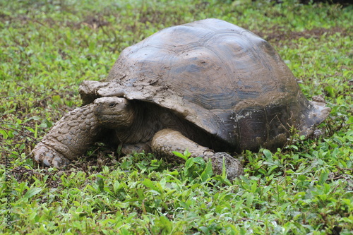 Galapagos-Riesenschildkröte