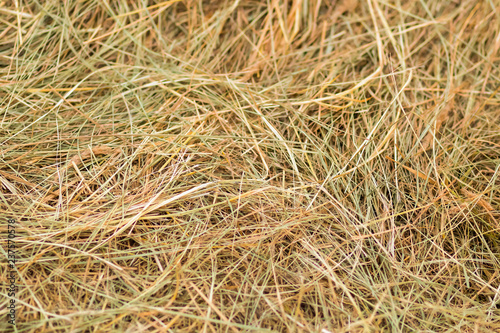 dry grass green yellow background rustic base hay food for livestock natural pattern