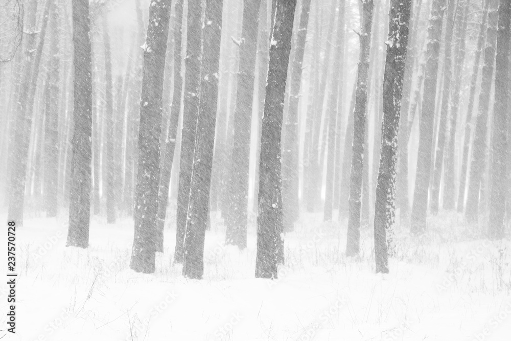 Black and white photo of winter pine forest in snowdrifts in cold and windy weather Black and white photo of winter pine forest in snowdrifts in cold and windy weather