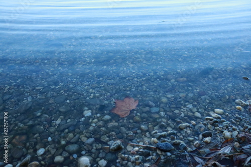 leaf in sea