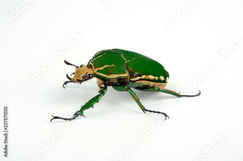 grüner Rosenkäfer (Mecynorrhina torquata immaculicollis) - green flower beetle photo