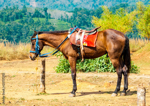 Pferd vor einer traumhaften Landschaft in Indien