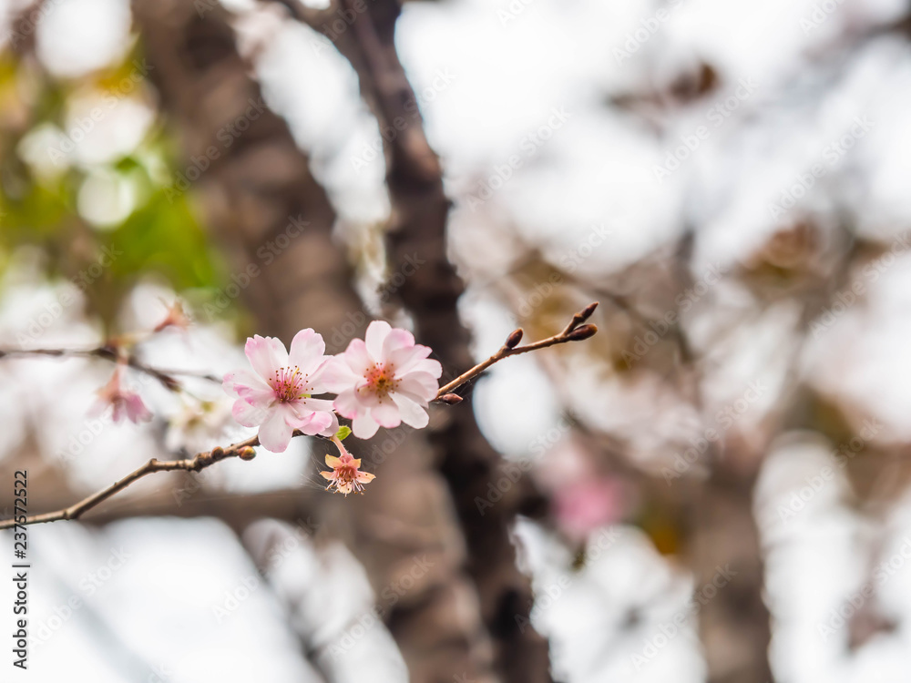 Closeup of pink cherry blossom flower is blooming in the park. Closeup of pink cherry blossom flower is blooming in the park.